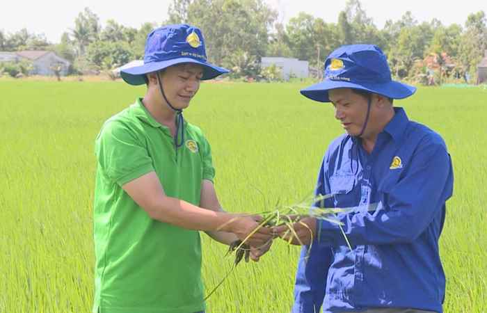 Chuyên mục 2 Phong - Phân bón chuyên dùng 2 Phong trên cây lúa ST24 (25-09-2020)